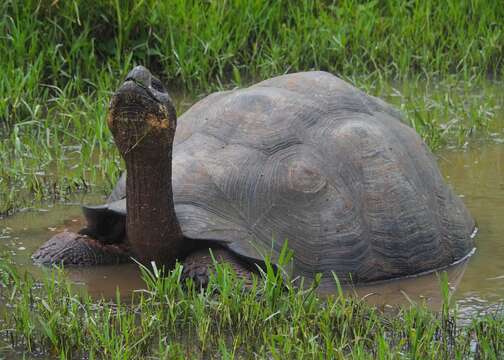 Image of Abingdon Island Giant Tortoise