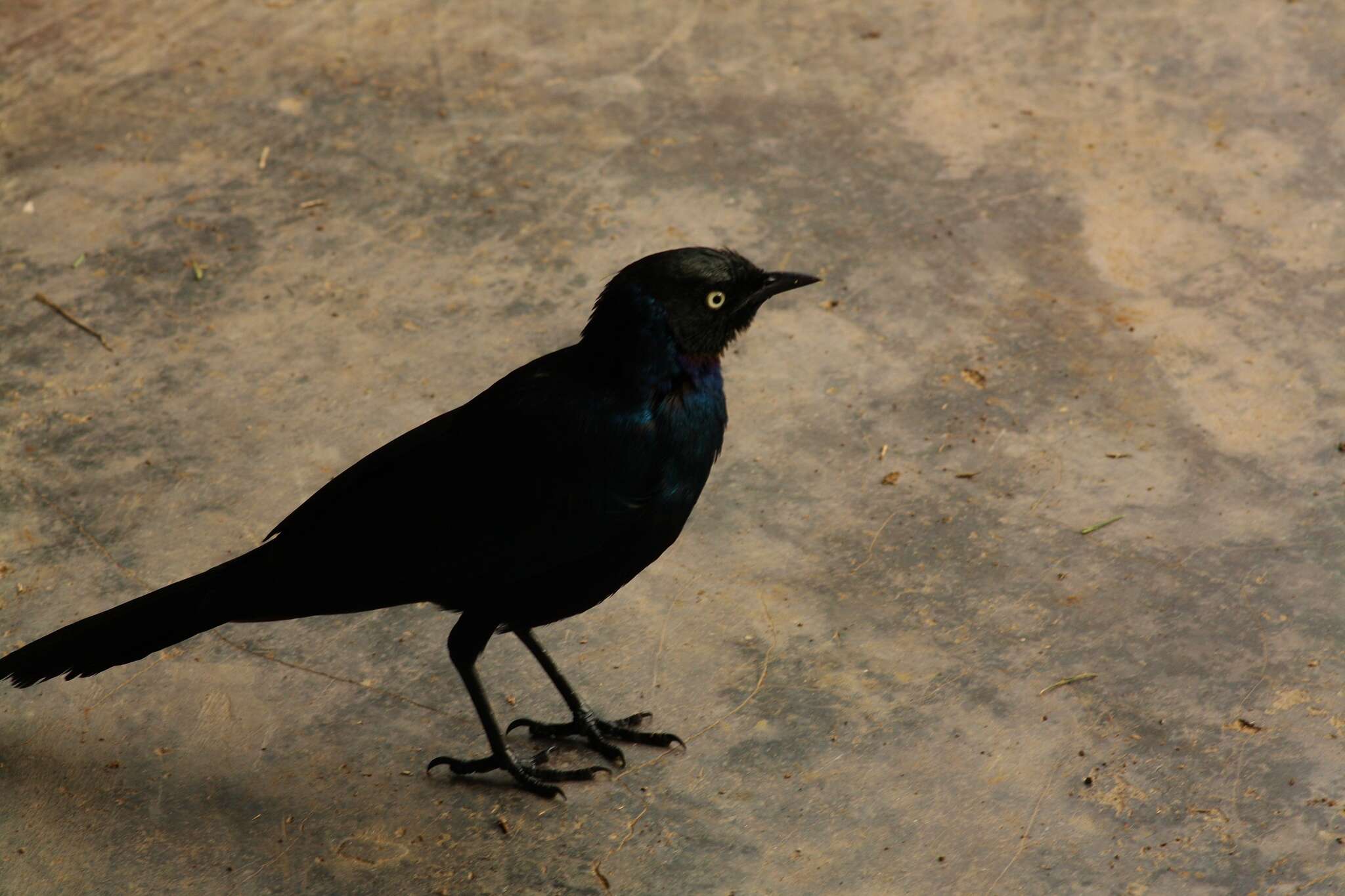 Image of Rueppell's Glossy-Starling