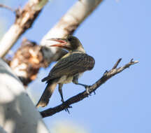 Imagem de Oriolus sagittatus affinis Gould 1848