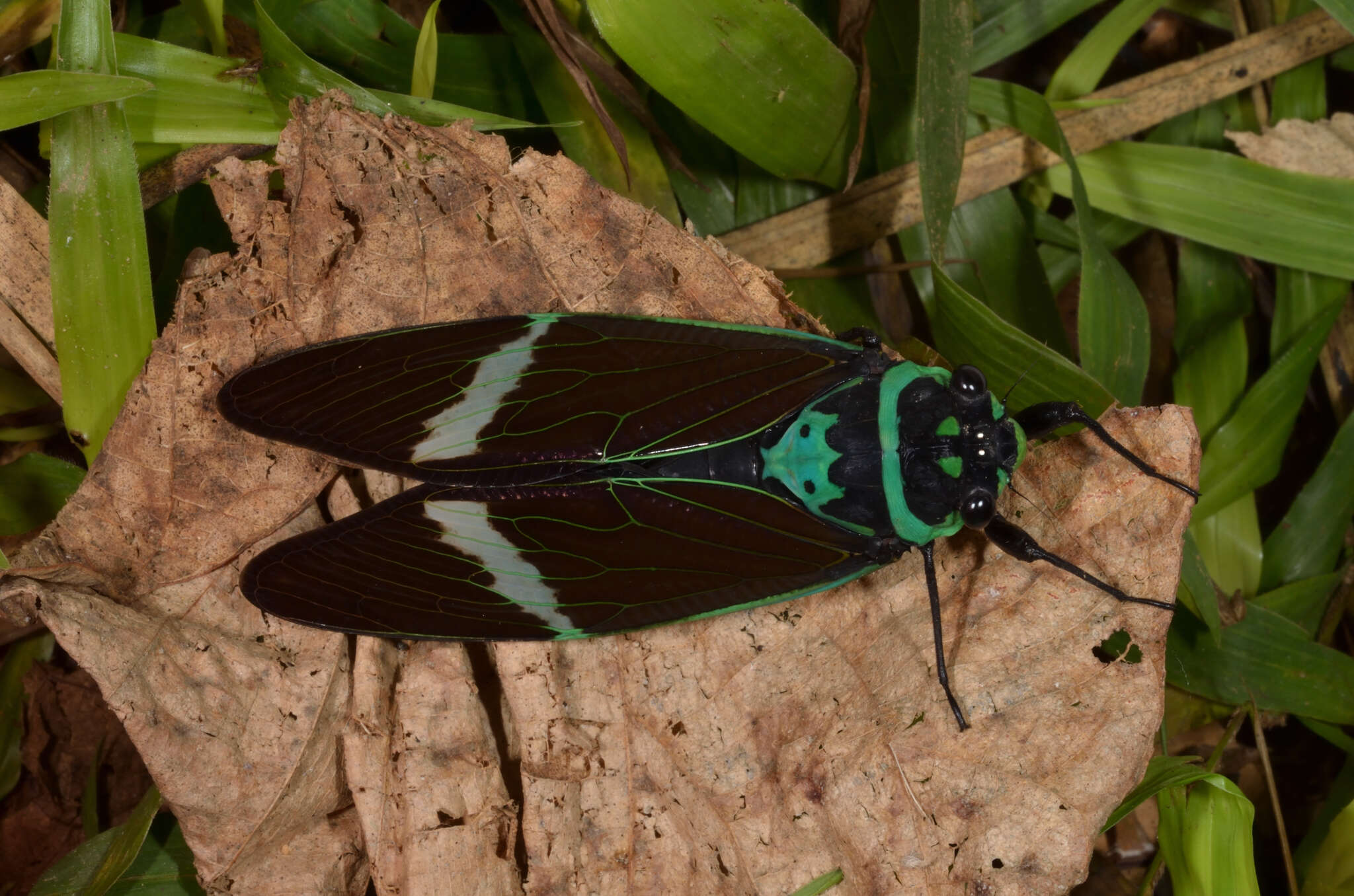 Image of Formotosena seebohmi (Distant 1904)