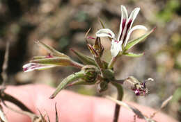 Image of Pelargonium leptum L. Bolus