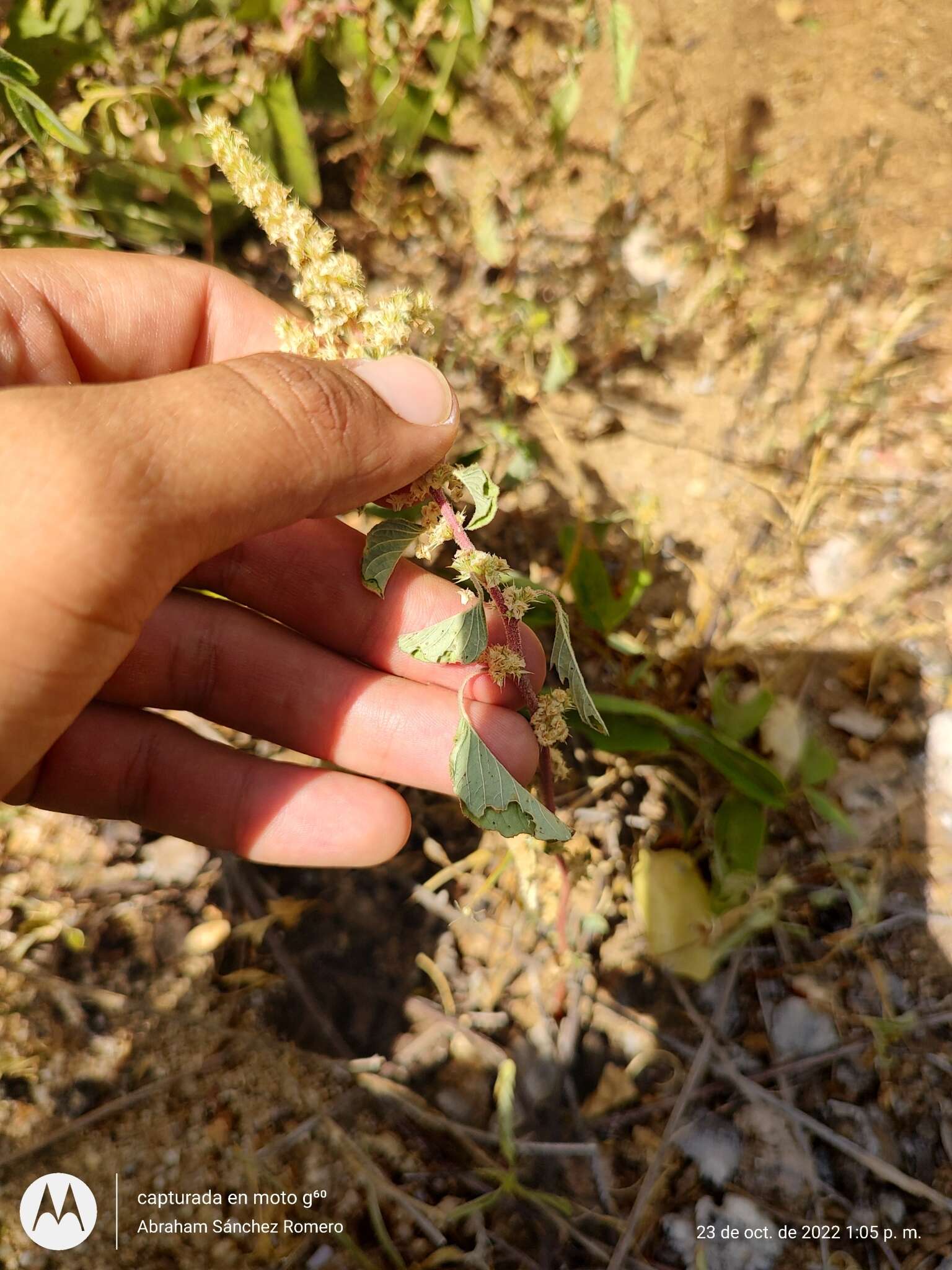 Image of Watson's Amaranth