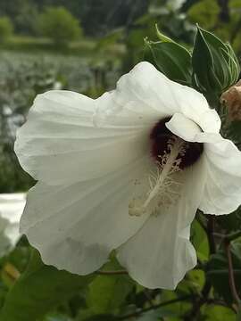 Imagem de Hibiscus moscheutos subsp. lasiocarpos (Cav.) O. J. Blanch.