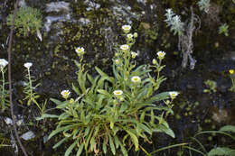 Слика од Erigeron morrisonensis Hayata