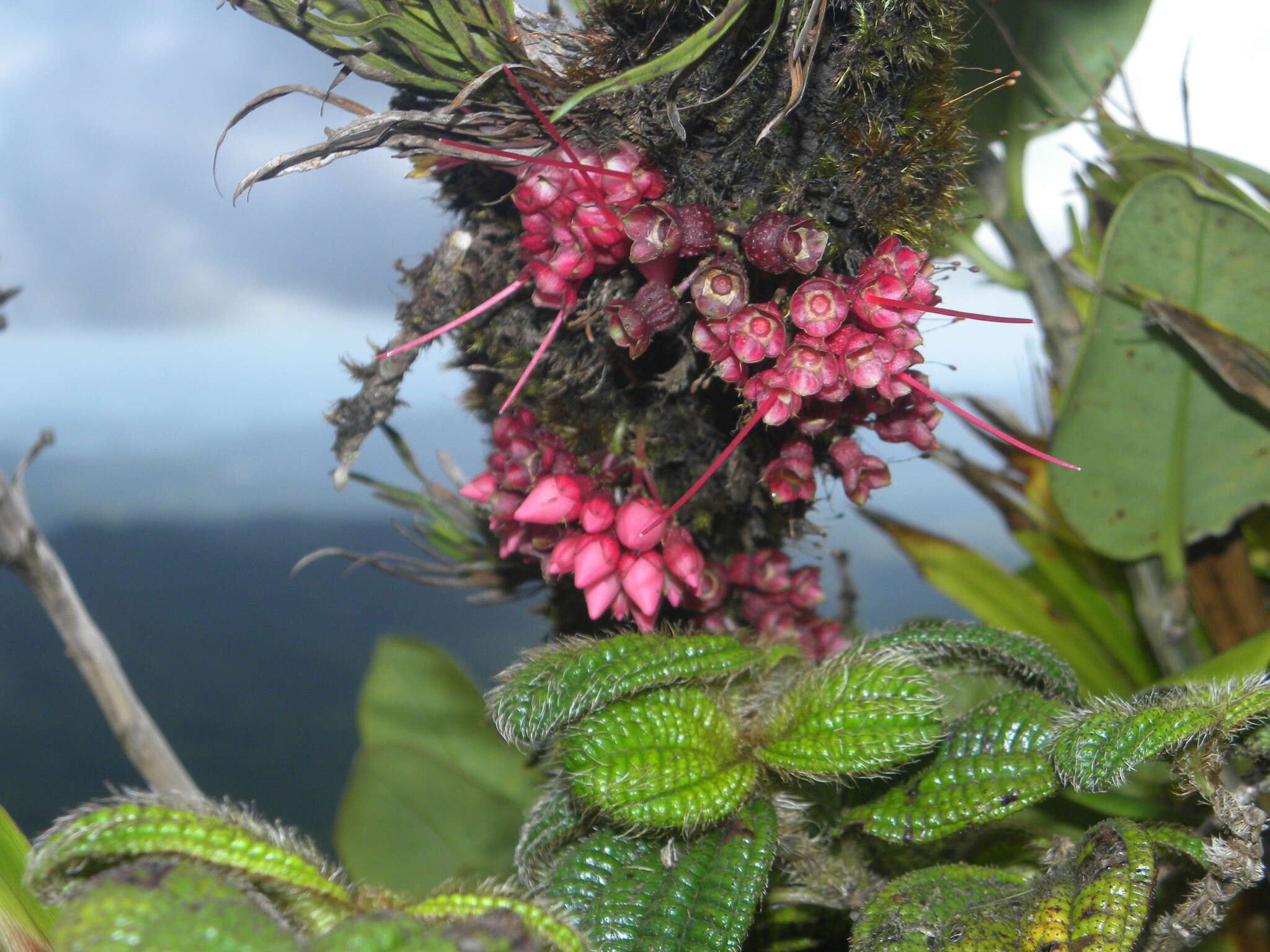 Charianthus nodosus (Desr.) Triana的圖片