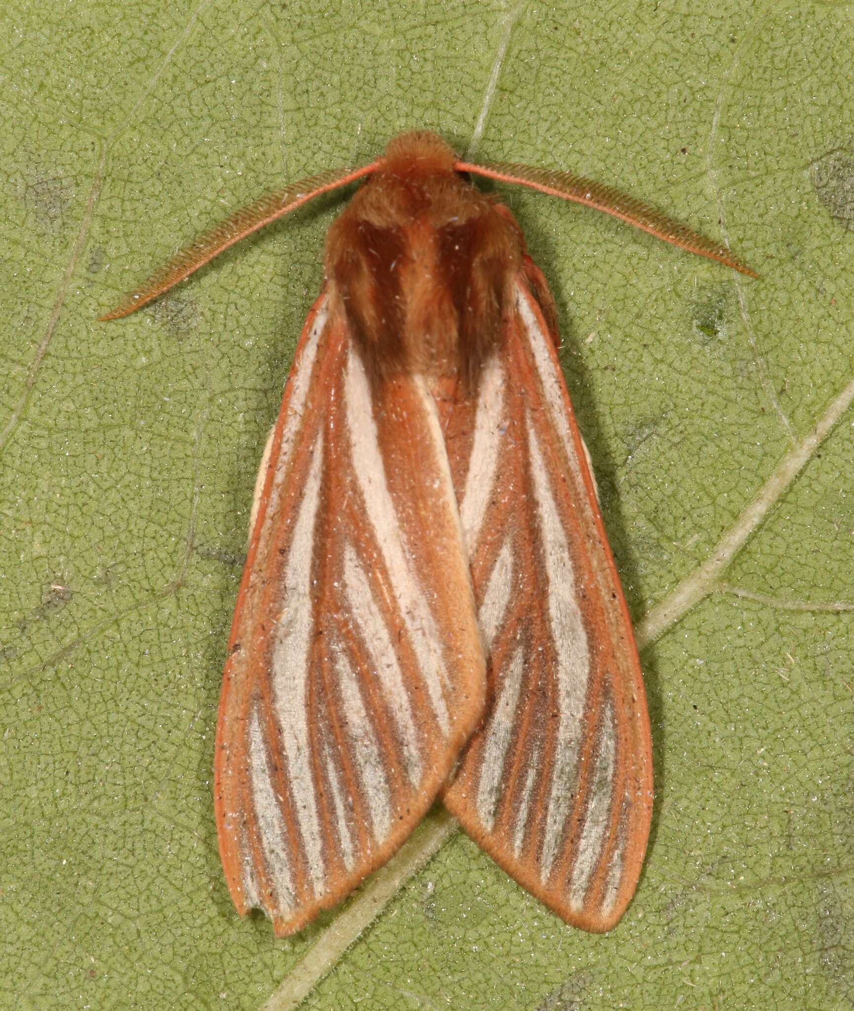 Image of Pseudohemihyalea ambigua (Strecker 1878)