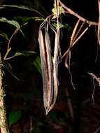 Image of Aristolochia wankeana