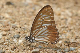 Graphium macareus (Godart 1819) resmi