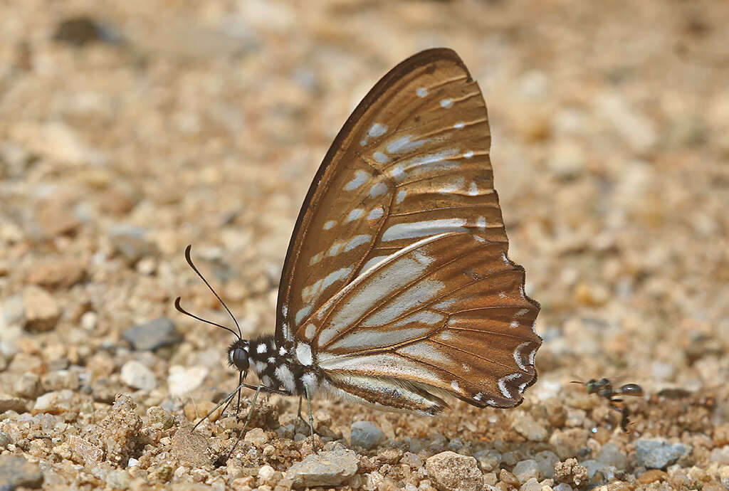 Image of Lesser Zebra