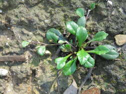 Image of Goodenia lanata R. Br.