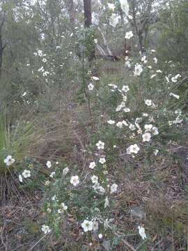 Sivun Leptospermum rotundifolium (Maiden & Betche) F. A. Rodway kuva