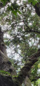 Image of Podocarpus buchii Urb.