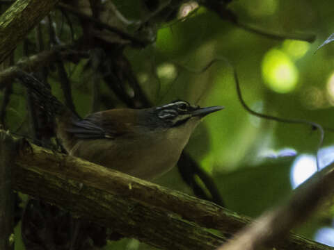 Image of Moustached Wren