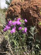 Sivun Phlox pilosa subsp. longipilosa (Waterf.) Locklear kuva