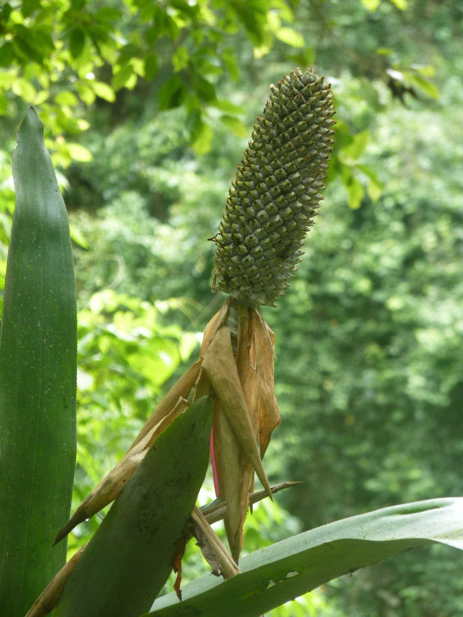 Слика од Aechmea mariae-reginae H. Wendl.