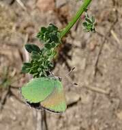 Image of Lotus Hairstreak