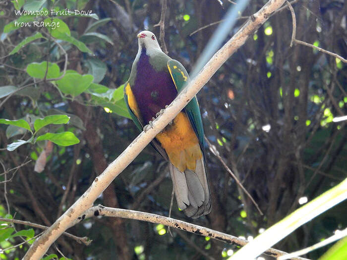 Ptilinopus magnificus assimilis (Gould 1850)的圖片