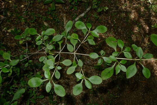 Image of Coprosma foetidissima J. R. Forst. & G. Forst.