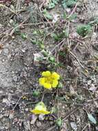 Imagem de <i>Potentilla luteosericea</i>