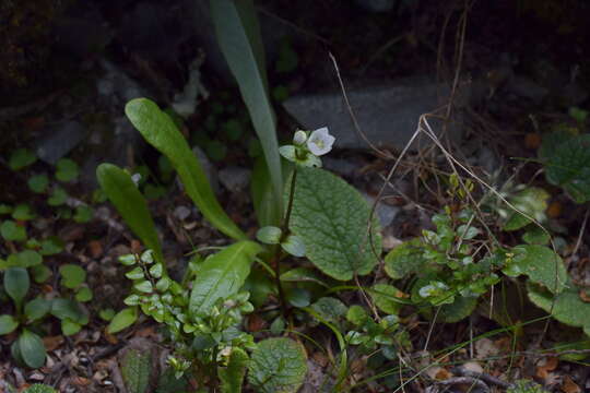 Imagem de Gentianella chathamica (Cheeseman) T. N. Ho & S. W. Liu