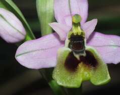 Image of Ophrys tenthredinifera subsp. ficalhoana (J. A. Guim.) M. R. Lowe & D. Tyteca