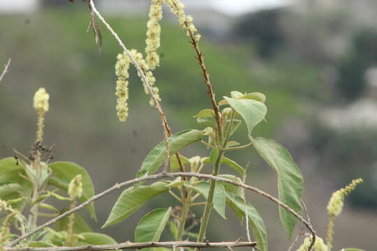 Image of Croton morifolius Willd.