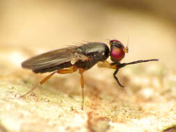 Image of Heteromeringia nitida Johnson 1913