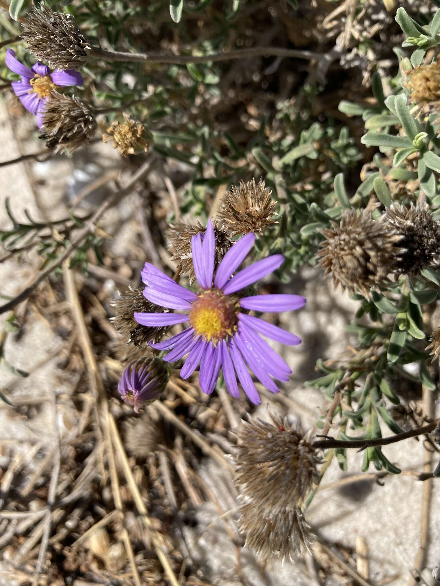 Image of Amellus asteroides (L.) Druce