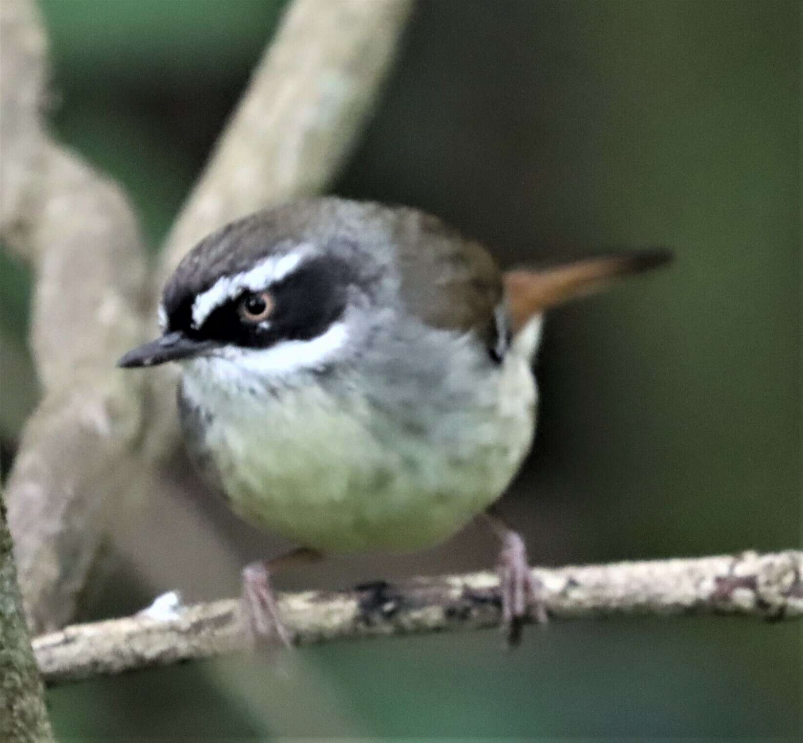 Sivun Sericornis frontalis frontalis (Vigors & Horsfield 1827) kuva