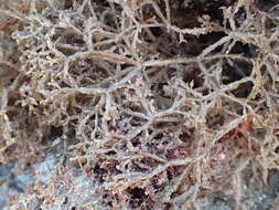 Image of Spaghetti bryozoan