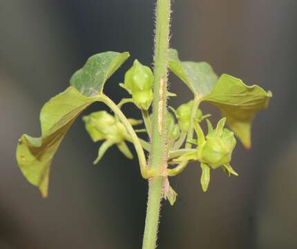 Image of Gonolobus sororius A. Gray ex S. Wats.