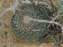 Image de Mammillaria brandegeei (J. M. Coult.) Engelm. ex K. Brandegee