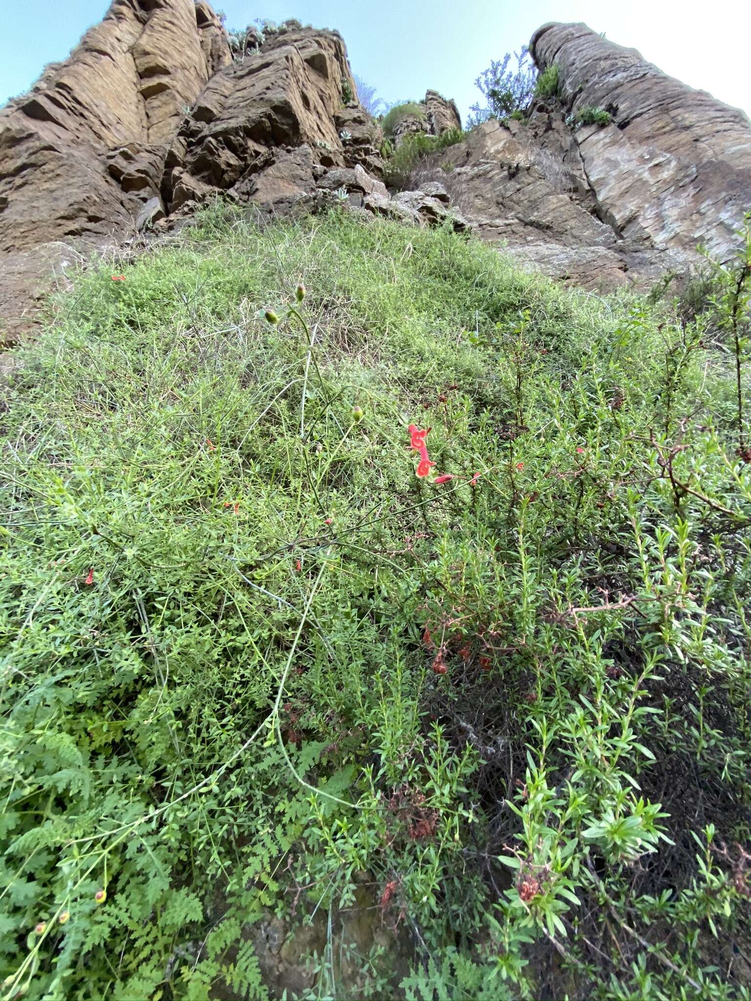 Image of Baja bush snapdragon