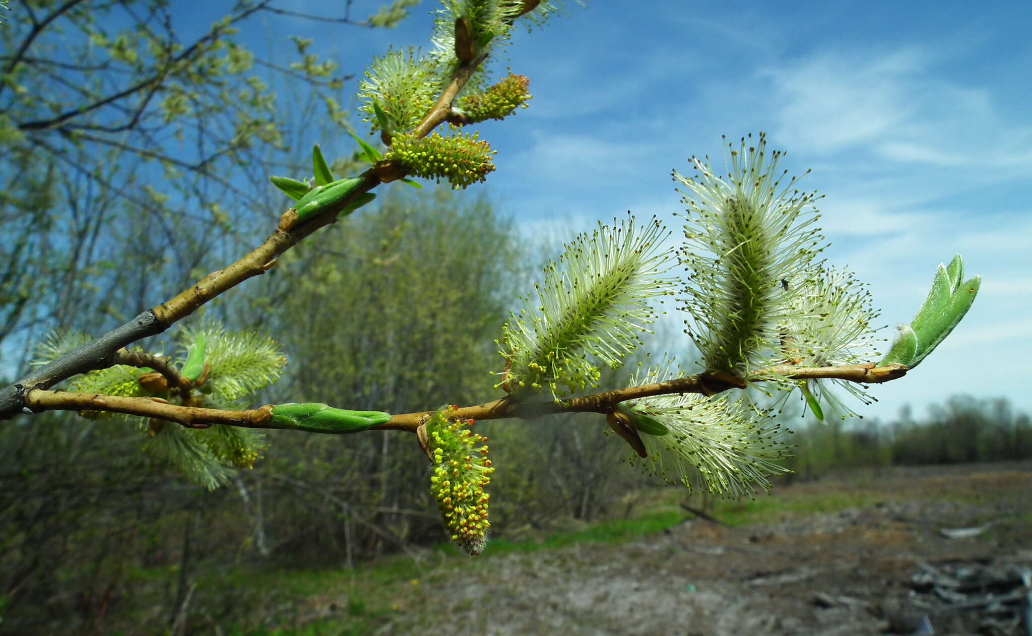 Image of Sachalin Willow