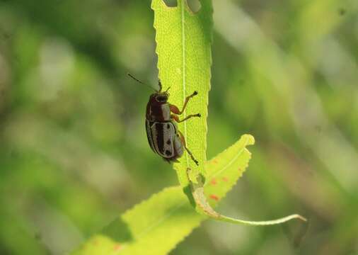 Image of Pachybrachis bivittatus (Say 1824)