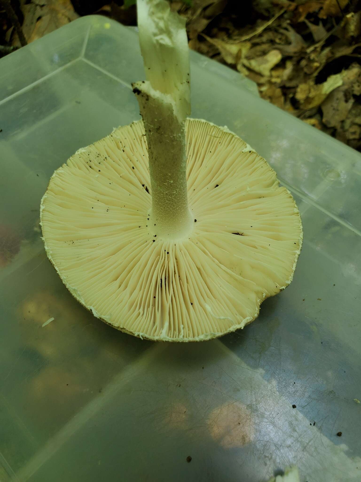 Image of Amanita submaculata Peck 1900