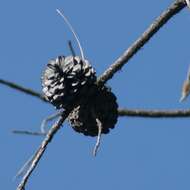 Image of Pinus leiophylla var. leiophylla