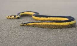 Image of Yellow-bellied sea snake