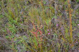 Image de Hypericum majus (A. Gray) Britton