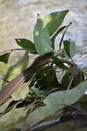 Image of Thamnophis validus (Kennicott 1860)