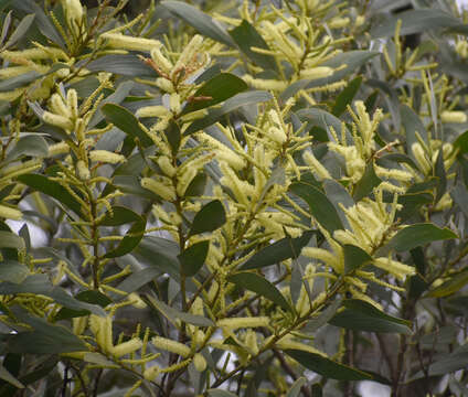 Image of Acacia celsa Tindale