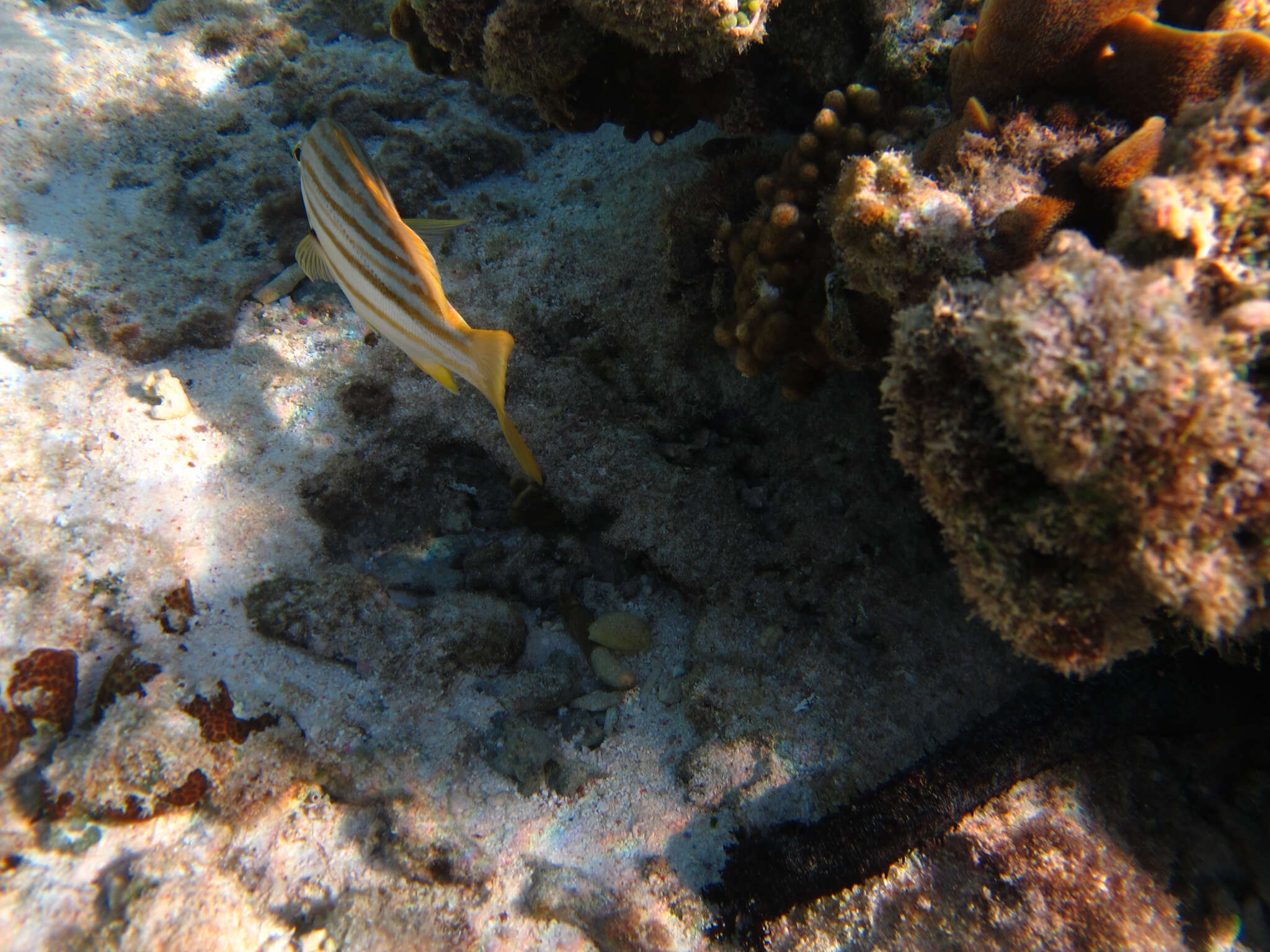 Image of Holothuria subgen. Mertensiothuria Deichmann 1958