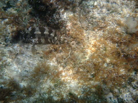 Image of Tompot Blenny