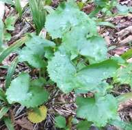 Image of Ligularia calthifolia Maxim.