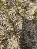 Caladenia gemmata Lindl.的圖片