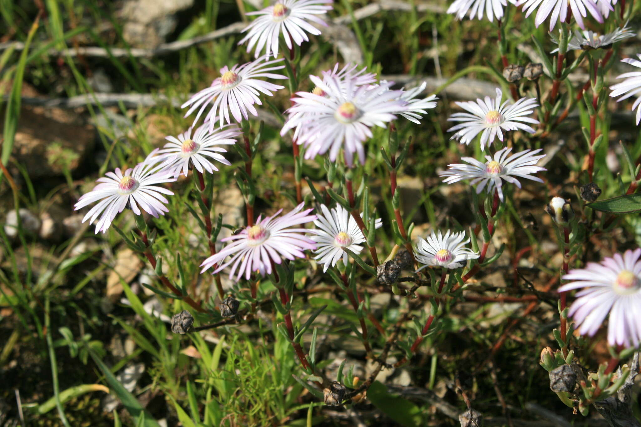 Image of Lampranthus leipoldtii (L. Bol.) L. Bol.