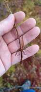 Image of Wahlenberg's Wood-Rush