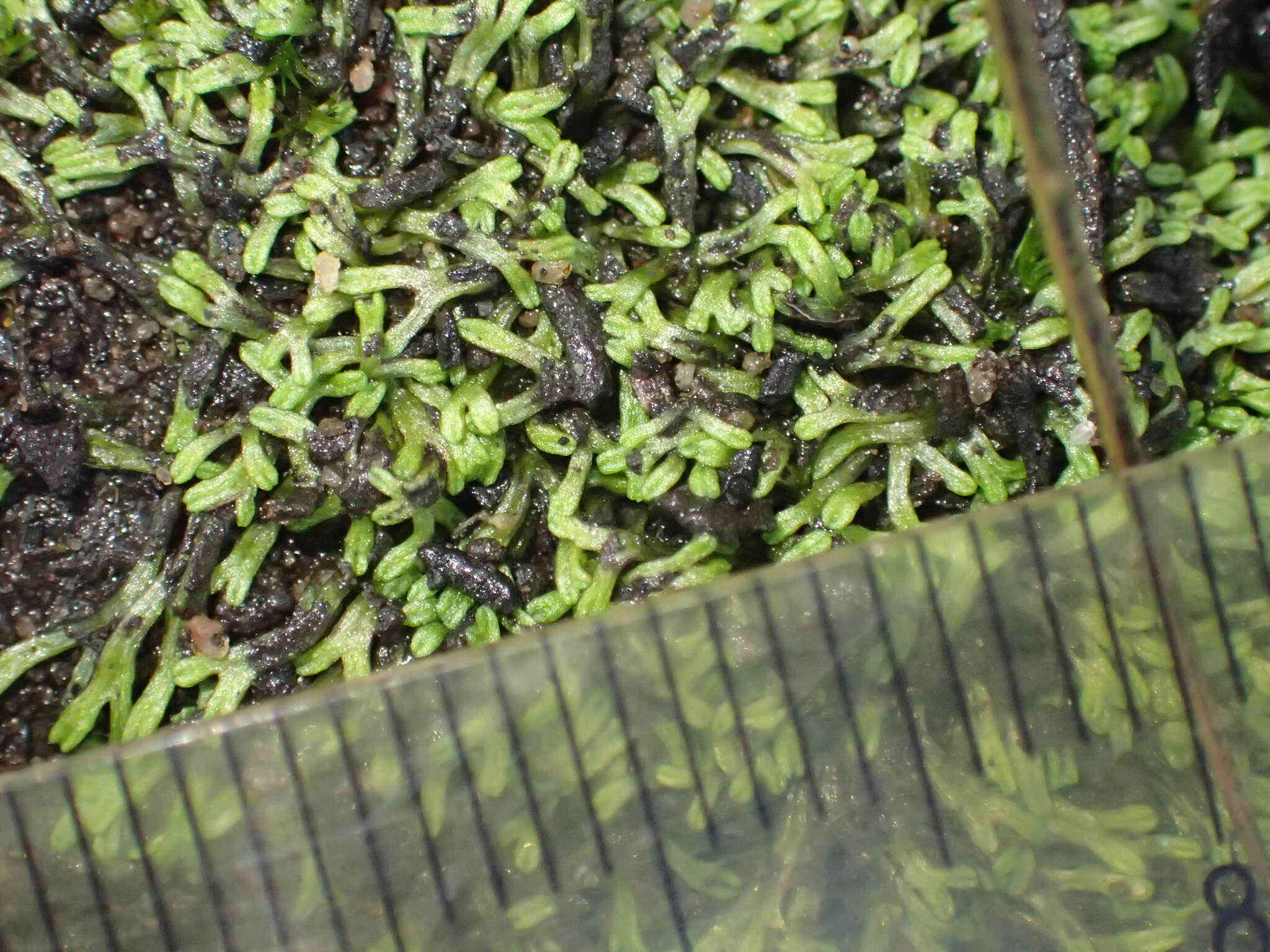 Image of Riccia multifida (Steph.) Steph.