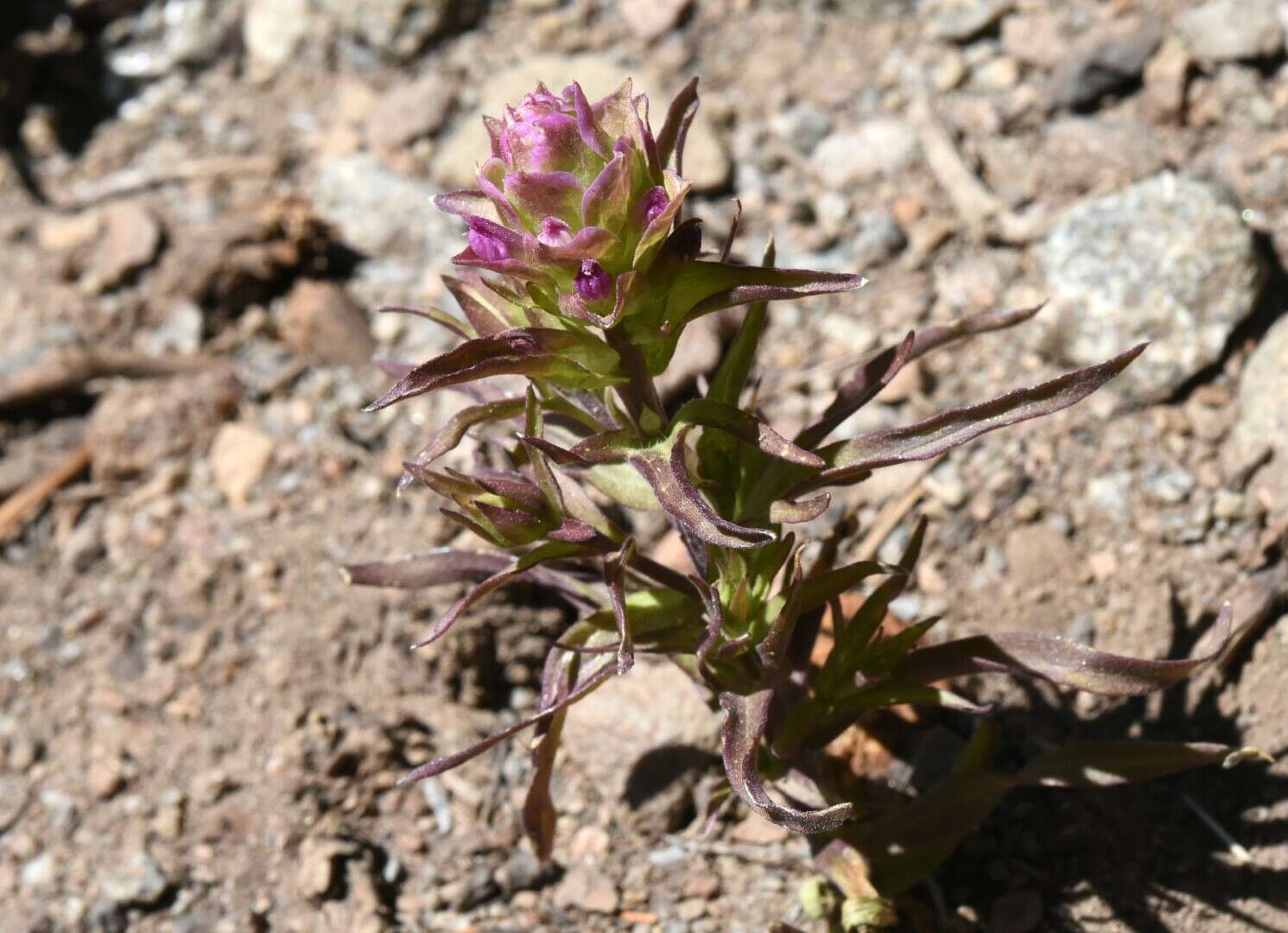 Image of cryptantha owl's-clover