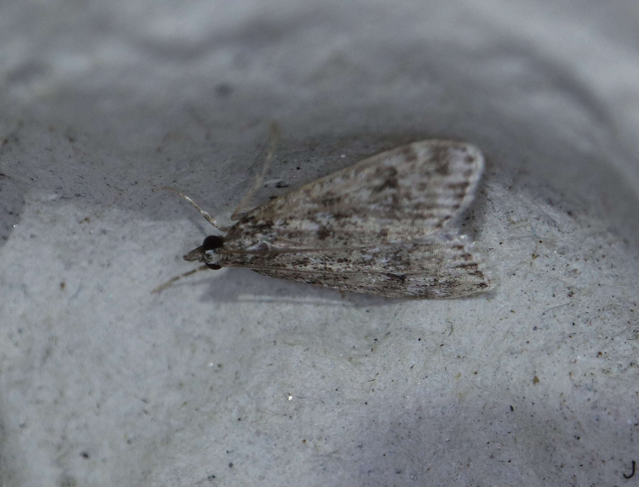 Eudonia truncicolella Stainton 1849的圖片